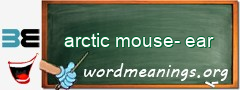 WordMeaning blackboard for arctic mouse-ear